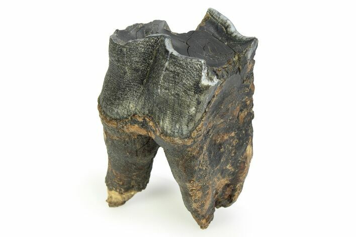 Fossil Woolly Rhino (Coelodonta) Tooth - Siberia #350936